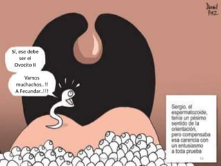 Sí, ese debe
ser el
Ovocito II
Vamos
muchachos..!!
A Fecundar..!!!
53JhoniDavGonz
 
