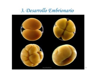 3. Desarrollo Embrionario
54JhoniDavGonz
 