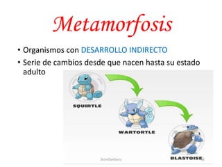 Metamorfosis
• Organismos con DESARROLLO INDIRECTO
• Serie de cambios desde que nacen hasta su estado
adulto
56JhoniDavGonz
 