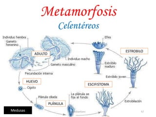 Metamorfosis
Celentéreos
ADULTO
PLÁNULA
ESCIFISTOMA
HUEVO
ESTROBILO
Medusas 57JhoniDavGonz
 