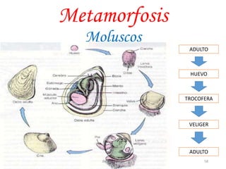 Metamorfosis
Moluscos
ADULTO
HUEVO
TROCOFERA
VELIGER
ADULTO
58JhoniDavGonz
 