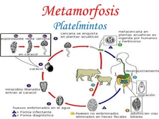 Metamorfosis
Platelmintos
59JhoniDavGonz
 