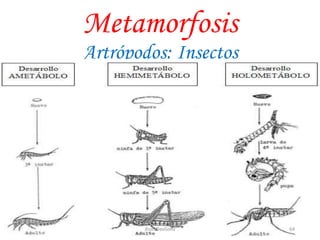 Metamorfosis
Artrópodos: Insectos
64JhoniDavGonz
 