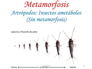 Metamorfosis
Artrópodos: Insectos ametábolos
(Sin metamorfosis)
Lepisma o Pececillo de plata
65JhoniDavGonz
 