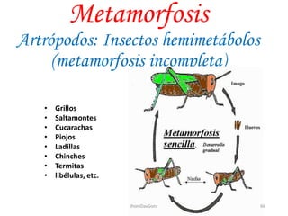Metamorfosis
Artrópodos: Insectos hemimetábolos
(metamorfosis incompleta)
• Grillos
• Saltamontes
• Cucarachas
• Piojos
• Ladillas
• Chinches
• Termitas
• libélulas, etc.
66JhoniDavGonz
 