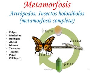 Metamorfosis
Artrópodos: Insectos holotábolos
(metamorfosis completa)
• Pulgas
• Mariposas
• Hormigas
• Abejas
• Moscas
• Zancudos
• Tabanos
• Pique
• Polilla, etc.
67JhoniDavGonz
 