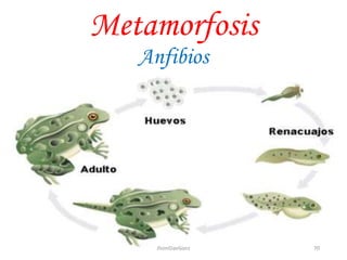 Metamorfosis
Anfibios
70JhoniDavGonz
 