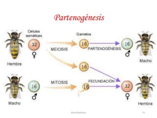 Partenogénesis
73JhoniDavGonz
 