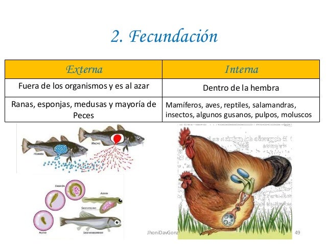 Polovozrelaya la especie de los helmintos