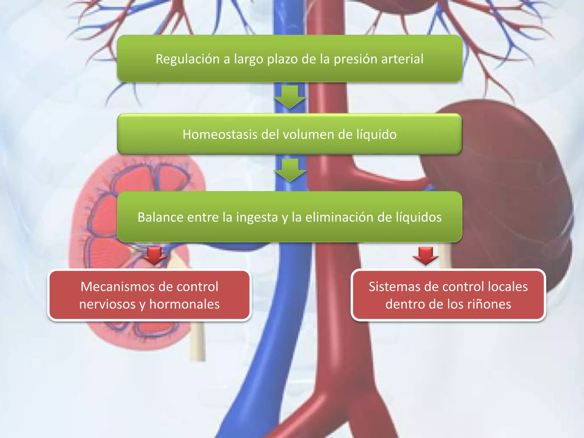 Función dominante de los riñones | PPTX