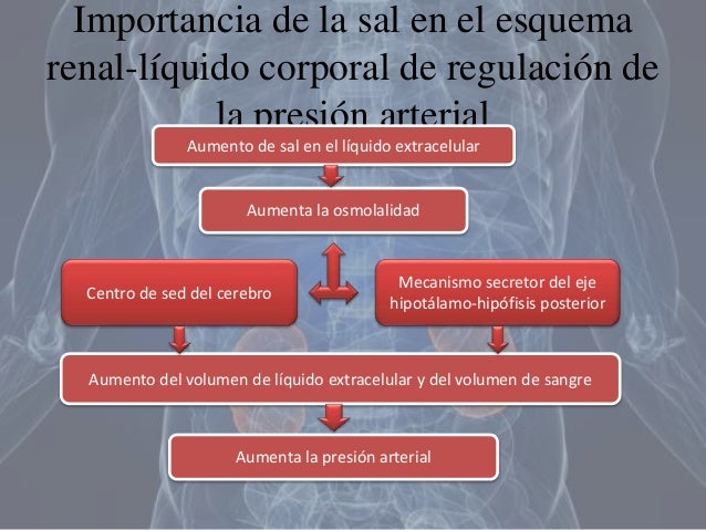 Resultado de imagen para Importancia de la sal (NaCl) en el esquema renal-lÃquido corporal de regulación de la presión arterial
