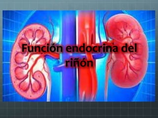 Función endocrina del
riñón
 