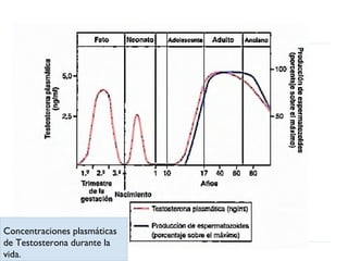 Concentraciones plasmáticas
de Testosterona durante la
vida.

 