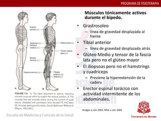 Músculos tónicamente activos
    durante el bípedo.
• Grastrosoleo
    – línea de gravedad desplazada al
      frente
• Tibial anterior
    – línea de gravedad desplazada atrás
• Glúteo Medio y tensor de la fascia
  lata pero no el glúteo mayor
• El iliopsoas pero no el hamstrings
  y cuadriceps
    – Previene la hiperextensión de la
      cadera
• Erector espinal torácico con
  actividad intermitente de los
  abdominales.

  Hodges y cols 2002, Mok y cols 2004
 