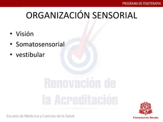 ORGANIZACIÓN SENSORIAL
• Visión
• Somatosensorial
• vestibular
 