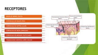Reseptor Pacini Ruffini Comprehensive Overview of Sensory and Motor Neural Pathways and ...
