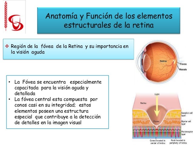 Función receptora y nerviosa de la retina
