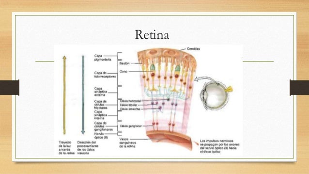 Función receptora y nerviosa de la retina