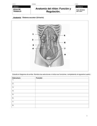 FECHA: NOMBRE: CURSO:
UNIDAD 1
HOJA DE
TRABAJO
Anatomía del riñón: Función y
Regulación.
8º BÁSICO
Prof. GToledo
SFC 2014
Anatomía: Sistema excretor (Urinario)
Estudia el diagrama de arriba. Nombre las estructuras e indica sus funciones, completando el siguiente cuadro::
Estructura
1.
2.
3.
4.
5.
6.
7.
8.
Función
1
 