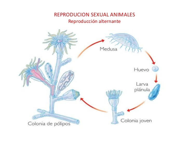 Función de reproducción de los seres vivos