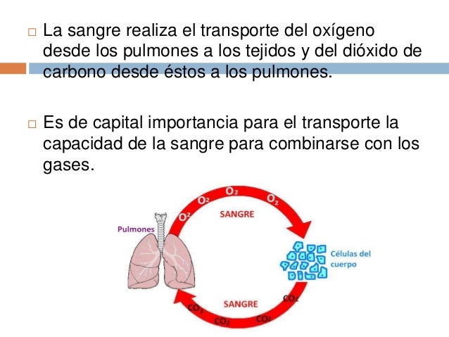 FUNCION RESPIRATORIA PDF DOWNLOAD FUNCION RESPIRATORIA PDF DOWNLOAD
