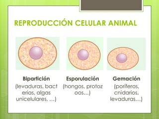 REPRODUCCIÓN CELULAR ANIMAL




   Bipartición     Esporulación     Gemación
(levaduras, bact (hongos, protoz     (poríferos,
   erias, algas       oos…)          cnidarios,
 unicelulares, …)                  levaduras…)
 