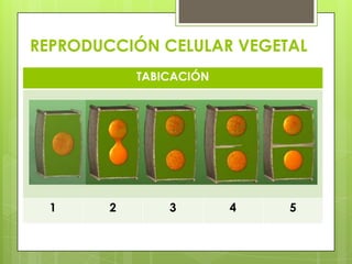 REPRODUCCIÓN CELULAR VEGETAL
            TABICACIÓN




 1      2       3        4   5
 