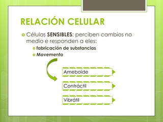 RELACIÓN CELULAR
 Células
        SENSIBLES: perciben cambios no
 medio e responden a eles:
     fabricación
               de substancias
     Movemento




                    Ameboide

                    Contráctil

                    Vibrátil
 