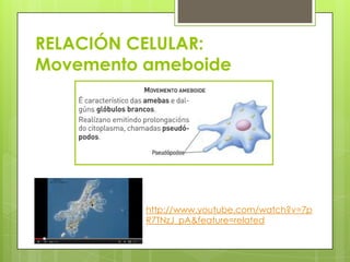 RELACIÓN CELULAR:
Movemento ameboide




          http://www.youtube.com/watch?v=7p
          R7TNzJ_pA&feature=related
 