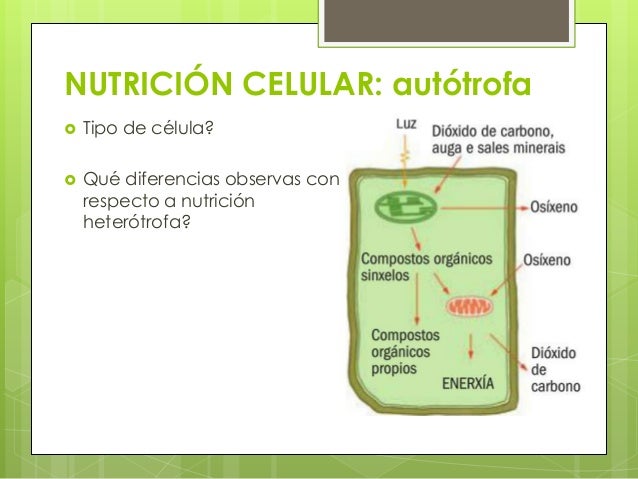 Funcións celulares