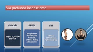 Via Inconsciente función sensitivay motora via aferente y eferente pptx | PPTX