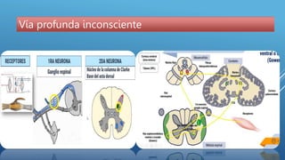 Via Inconsciente función sensitivay motora via aferente y eferente pptx | PPTX