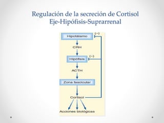 Regulación de la secreción de Cortisol
Eje-Hipófisis-Suprarrenal
 