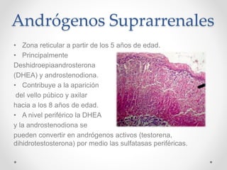 Andrógenos Suprarrenales
• Zona reticular a partir de los 5 años de edad.
• Principalmente
Deshidroepiaandrosterona
(DHEA) y androstenodiona.
• Contribuye a la aparición
del vello púbico y axilar
hacia a los 8 años de edad.
• A nivel periférico la DHEA
y la androstenodiona se
pueden convertir en andrógenos activos (testorena,
dihidrotestosterona) por medio las sulfatasas periféricas.
 