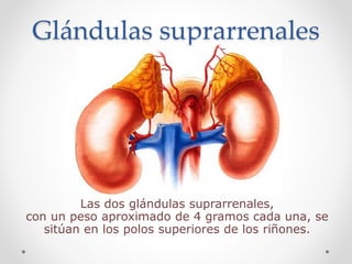 Glándulas suprarrenales
Las dos glándulas suprarrenales,
con un peso aproximado de 4 gramos cada una, se
sitúan en los polos superiores de los riñones.
 