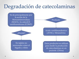 Degradación de catecolaminas
Se da principalmente por
la acción de la
Monoaminooxidasa
(MAO) y la catecol-0-
metiltransferasa (COMT)
¿Donde?
En tejidos no
neuronales como el
hígado y riñón
Producto
Acido vanililmandemico
(AVM) y Metanefrina
Estos productos se utilizan
para medir la producción
de catecolaminas en un
paciente. (Orina)
 