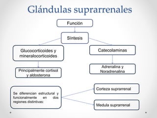 Glándulas suprarrenales
Síntesis
Glucocorticoides y
mineralocorticoides
Principalmente cortisol
y aldosterona
Función
Catecolaminas
Adrenalina y
Noradrenalina
Se diferencian estructural y
funcionalmente en dos
regiones distintivas:
Corteza suprarrenal
Medula suprarrenal
 