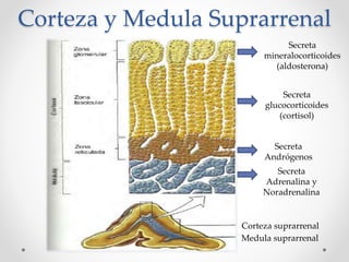 Corteza y Medula Suprarrenal
Secreta
mineralocorticoides
(aldosterona)
Secreta
glucocorticoides
(cortisol)
Secreta
Andrógenos
Corteza suprarrenal
Medula suprarrenal
Secreta
Adrenalina y
Noradrenalina
 