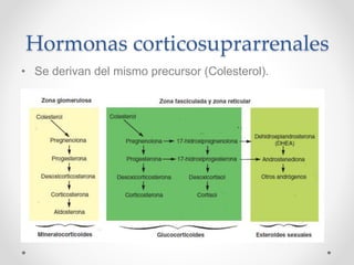 Hormonas corticosuprarrenales
• Se derivan del mismo precursor (Colesterol).
 