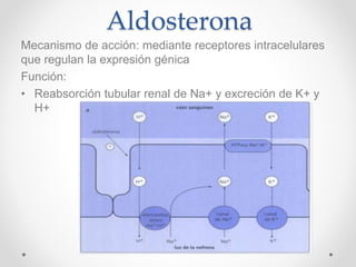 Aldosterona
Mecanismo de acción: mediante receptores intracelulares
que regulan la expresión génica
Función:
• Reabsorción tubular renal de Na+ y excreción de K+ y
H+
 
