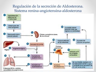Regulación de la secreción de Aldosterona.
Sistema renina-angiotensina-aldosterona
 