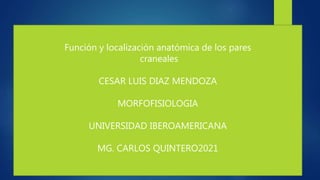 Función y localización anatómica de los pares
craneales
CESAR LUIS DIAZ MENDOZA
MORFOFISIOLOGIA
UNIVERSIDAD IBEROAMERICANA
MG. CARLOS QUINTERO2021
 