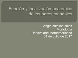Angie catalina salas
Morfología
Universidad Iberoamericana
01 de Julio de 2017
 