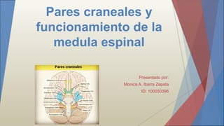 Pares craneales y
funcionamiento de la
medula espinal
Presentado por:
Monica A. Ibarra Zapata
ID: 100050396
 