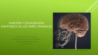 FUNCIÓN Y LOCALIZACIÓN
ANATÓMICA DE LOS PARES CRANEALES
Presentado por Carolina Valencia Vargas
Facultad de Psicología, “asignatura de Morfofisiología”.
Universidad Iberoamericana de Colombia
Agosto 3 del 2021
Infomedicos.tumblr.com. (s.f). Nervios craneales. Figura 1. Recuperado de.
https://64.media.tumblr.com/d0c8ca13c9705b57f02d89c4bb9b33f4/tumblr_pcqcqfho4R1r6obhzo1_1280.jpg
 
