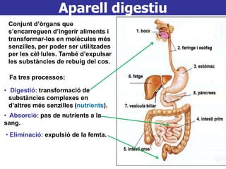 Aparell digestiu
 Conjunt d’òrgans que
 s’encarreguen d’ingerir aliments i
 transformar-los en molècules més
 senzilles, per poder ser utilitzades
 per les cèl·lules. També d’expulsar
 les substàncies de rebuig del cos.

 Fa tres processos:

• Digestió: transformació de
  substàncies complexes en
  d’altres més senzilles (nutrients).
• Absorció: pas de nutrients a la
sang.
• Eliminació: expulsió de la femta.
 