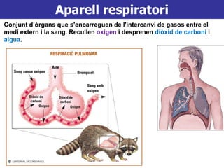 Aparell respiratori
Conjunt d’òrgans que s'encarreguen de l'intercanvi de gasos entre el
medi extern i la sang. Recullen oxigen i desprenen diòxid de carboni i
aigua.
 