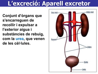 L’excreció: Aparell excretor
Conjunt d’òrgans que
s'encarreguen de
recollir i expulsar a
l’exterior aigua i
substàncies de rebuig,
com la urea, que venen
de les cèl·lules.
 