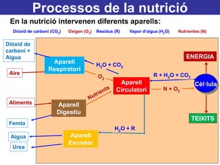 Processos de la nutrició
En la nutrició intervenen diferents aparells:
Diòxid de carboni (CO2) Oxigen (O2) Residus (R) Vapor d’aigua (H2O) Nutrientes (N)
Aparell
Respiratori
Aparell
Circulatori
Aparell
Digestiu
Aparell
Excretor
Aire
Aliments
Cèl·lula
Aigua
Urea
Diòxid de
carboni +
Aigua
O2
N + O2
H2O + CO2
Femta
R + H2O + CO2
H2O + R
ENERGIA
TEIXITS
 
