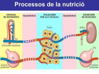 Processos de la nutrició
 